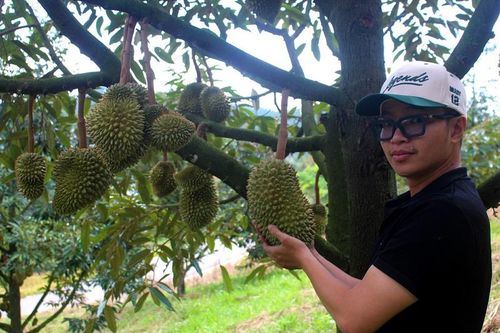 Sầu riêng Đam Rông: Nâng tầm thương hiệu từ lợi thế bản địa