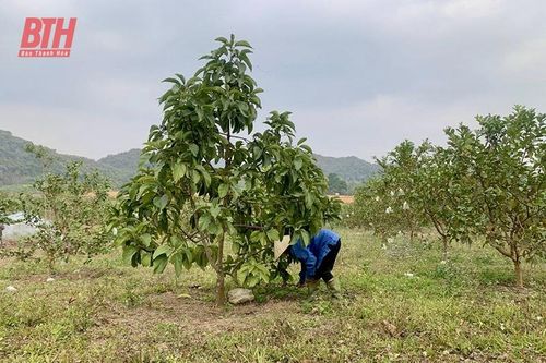 Mở đường đưa cây 'vàng xanh' về đồng đất xứ Thanh