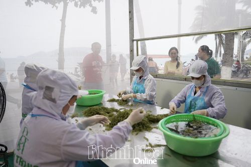 Công ty Cổ phần Rong biển DT Khánh Hòa tổ chức không gian trưng bày, trình diễn sản xuất rong nho