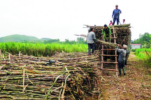 Phát triển vùng nguyên liệu bền vững