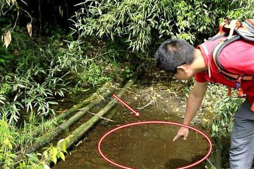 Lần theo tiếng động dưới vũng nước nông, cán bộ kiểm lâm hân hoan tìm thấy loài 'tuyệt chủng' hơn 50 năm