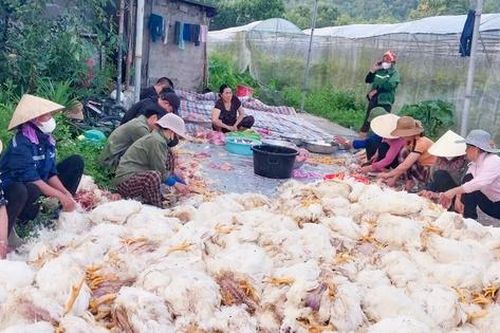 Nghệ An: Sự cố hi hữu khiến gần 1 vạn con gà chết ngạt