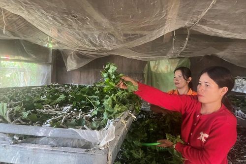 Huyện Đam Rông (Lâm Đồng): Đồng bào thoát nghèo nhờ cây dâu tằm