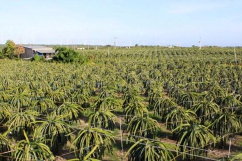 Ứng dụng công nghệ chiếu sáng, tăng năng suất cây trồng