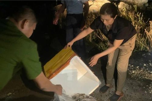 Phát hiện cơ sở bơm tiêm tạp chất vào tôm hùm ở Phú Yên
