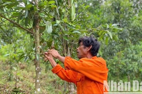 Quảng Ngãi: Mở rộng, phát triển vùng trồng quế ở huyện Trà Bồng