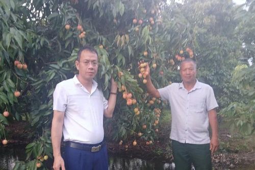 Hành trình xây dựng thương hiệu đặc sản vải trứng Hưng Yên