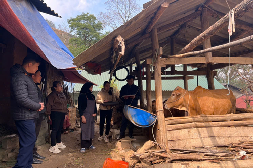 Sức sống trên miền đá