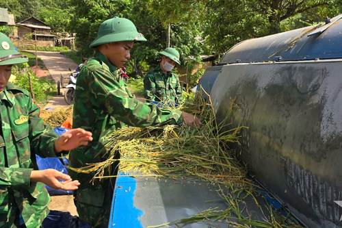 Bộ đội Biên phòng tỉnh Quảng Bình giúp dân thu hoạch vụ lúa Đông Xuân