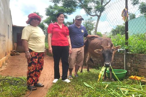 'Ngân hàng bò' trợ giúp thoát nghèo