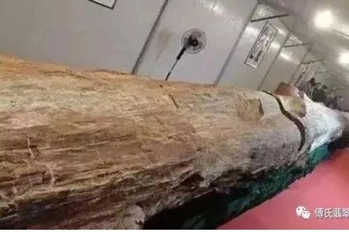 Đang làm ruộng, cụ ông phát hiện cây gỗ trị giá trăm tỷ