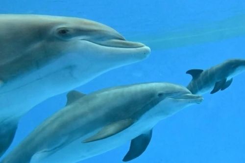 Cá heo mẹ giúp nhau sinh con trong sở thú