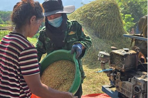 Xem Biên phòng giúp dân thu hoạch lúa ở vùng biên Quảng Bình