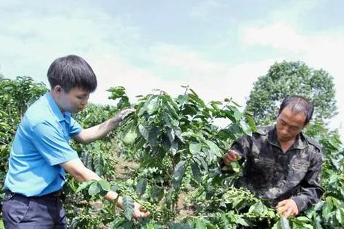 Xã người Mông làm kinh tế từ hạt nâu đất đỏ
