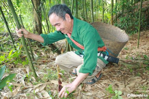 Nông dân miền núi Nghệ An thuần hóa 'lộc rừng' thành cây hàng hóa