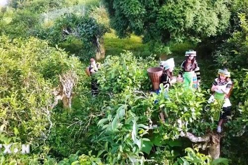 Giữ gìn hương vị chè Shan tuyết trên vùng đất Suối Giàng