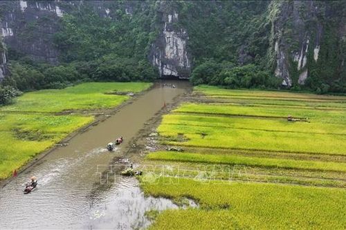 Mùa vàng trên cánh đồng Tam Cốc