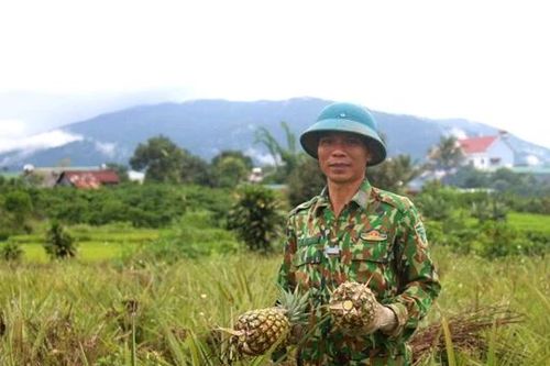 Ngọt lành dứa mật Đam Rông