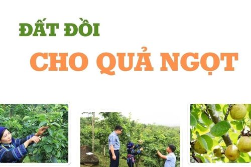 Đất đồi cho quả ngọt