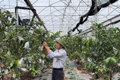 Đồng bộ giải pháp nâng cao thu nhập cho người dân