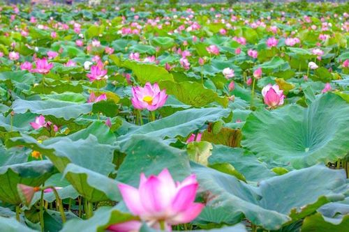 Mùa sen gọi về