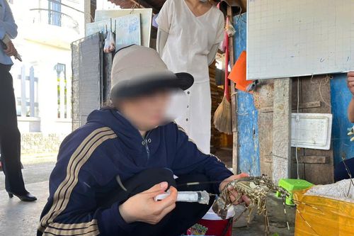 Một cơ sở ở Phú Yên thu mua tôm hùm chết, bơm tạp chất giữ tươi rồi đem bán
