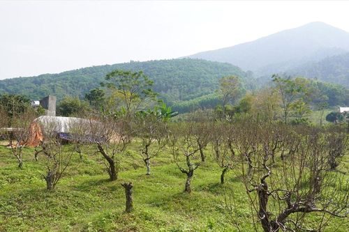Xã vùng biên thoát nghèo nhờ cây đào