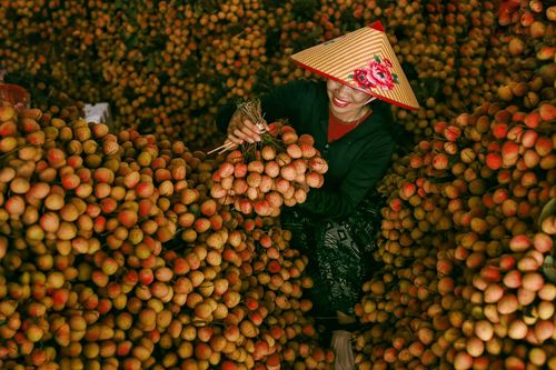 Bắc Giang rực rỡ, rộn ràng mùa vải chín