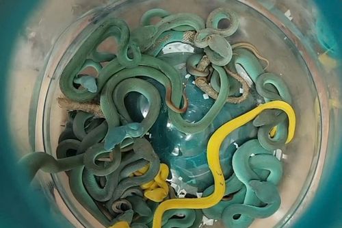 Lỗ hổng sau vụ khách Ấn Độ ký gửi 44 con rắn độc trên máy bay