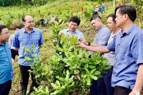 Ươm mầm dưới chân đèo Pha Đin