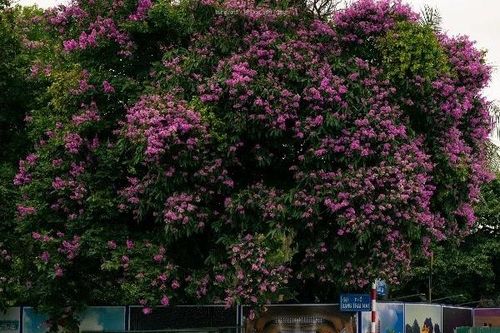 Bằng lăng nở rộ, 'nhuộm' tím khắp phố phường Hà Nội