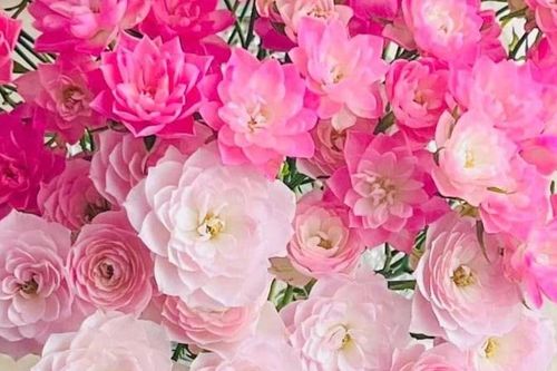 Ngỡ ngàng loài hoa hồng độc lạ, nở rộ tựa như đóa sen tí hon