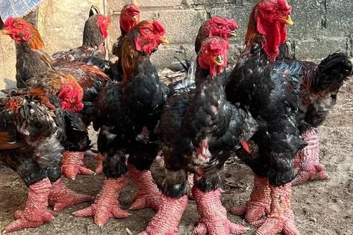 Nuôi và chế biến gà Đông Tảo được ghi danh di sản văn hóa phi vật thể quốc gia