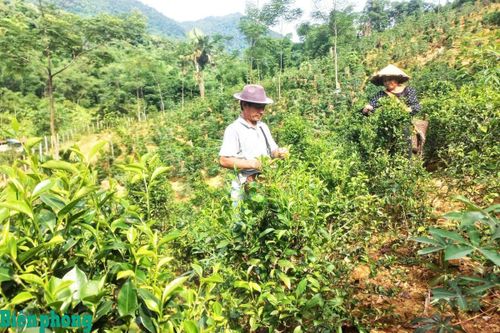 Xã biên giới Hiền Kiệt đổi đời từ những búp chè Tán Ma