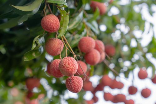 Cấp cứu 2 người bị gãy 5 xương sườn, lún xẹp đốt sống vì tai nạn khi hái vải