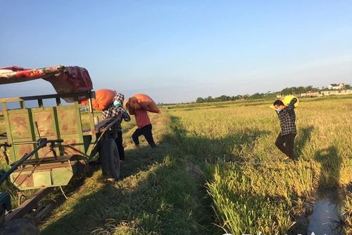 Giá giảm mạnh, nông dân Nghệ An trữ lúa chờ tăng