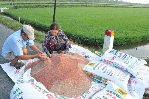 Giá phân bón hôm nay 10/6: NPK 16-16-8+TE giữ giá ổn định