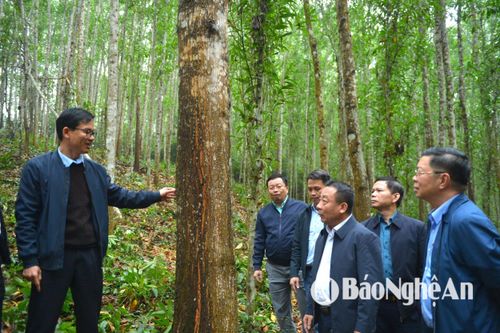 Công ty Lâm Nông nghiệp Sông Hiếu: Nâng tầm giá trị gỗ Việt trên thị trường quốc tế