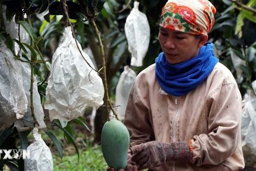 Đắk Nông: Nông dân phát khóc vì xoài rớt giá thảm hại, tồn hàng trăm tấn trong vườn
