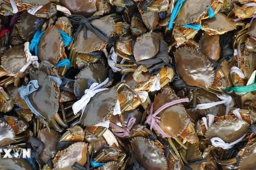 Trà Vinh: Giá tăng cao, nông dân nuôi cua biển lãi đến 180 triệu đồng mỗi ha