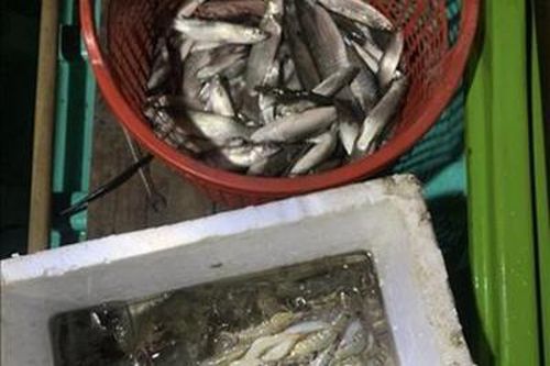 Ngăn chặn khai thác, mua bán, sử dụng cá non tự nhiên