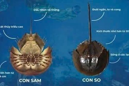 Người đàn ông suýt tử vong vì ăn nhầm So biển chứa độc tố cực mạnh