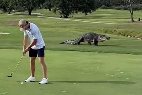 Cá sấu khổng lồ xuất hiện trên sân golf