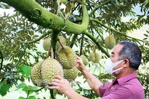 Thiết lập hệ thống giám sát chất lượng từ gốc đưa sầu riêng về quỹ đạo bền vững