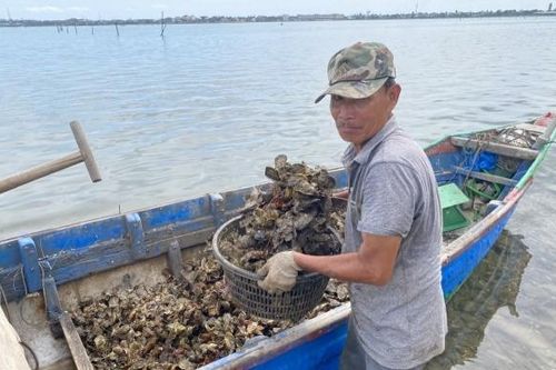 Nhịp sống trên bãi hàu thị trấn Lăng Cô