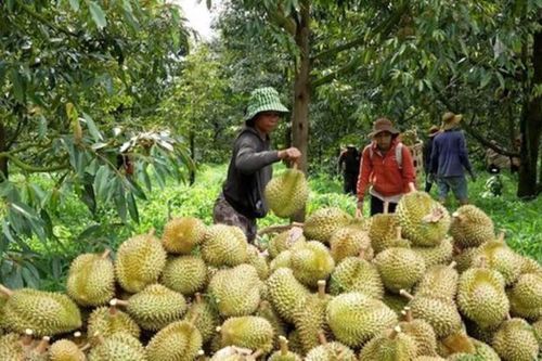 Cấp thiết 'cứu nguy' cho ngành hàng sầu riêng