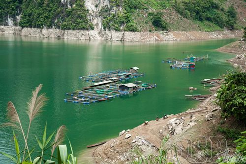 Nuôi cá lồng lòng hồ sông Đà
