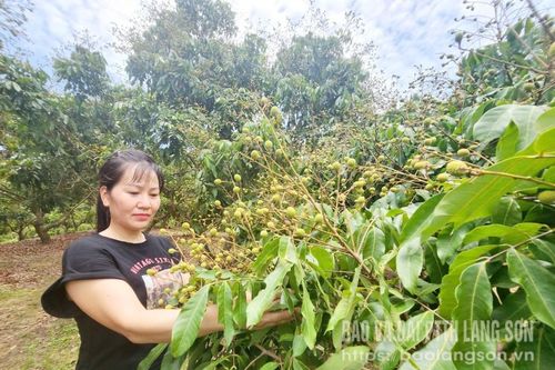 Giàu lên từ nhãn