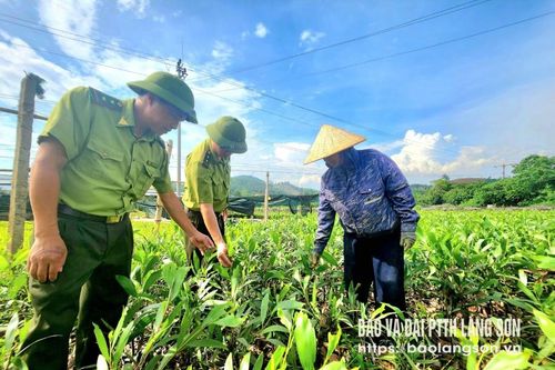 Đảm bảo chất lượng cây giống lâm nghiệp