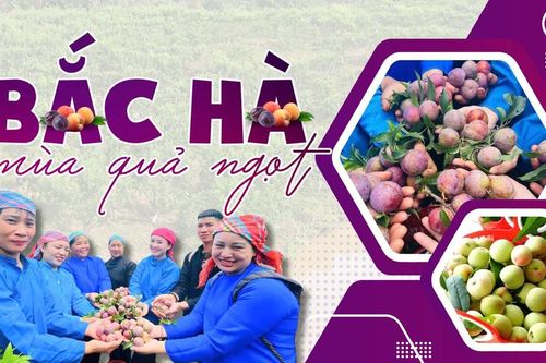 Bắc Hà mùa quả ngọt